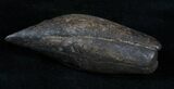 Fossil Sperm Whale Tooth - Inches (Miocene) #3765-2